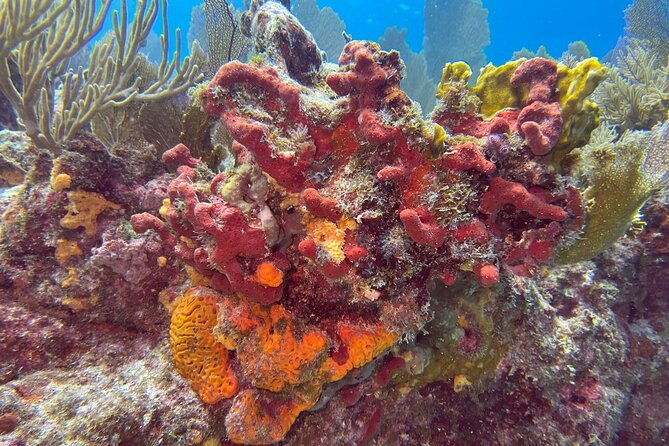let-it-ride-charters-private-fishing-snorkel-combo-key-largo-fl