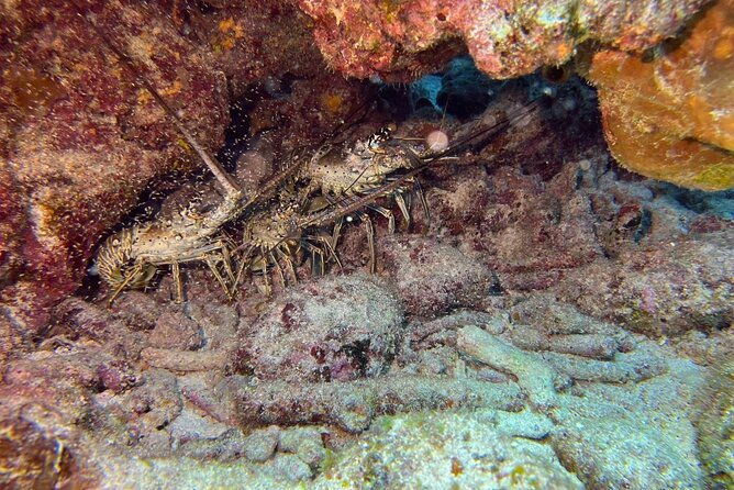 let-it-ride-charters-private-fishing-snorkel-combo-key-largo-fl