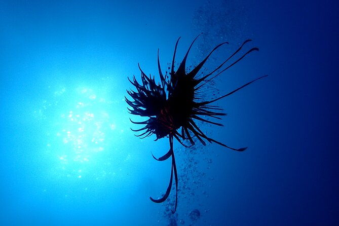 lets-enjoy-scuba-diving-in-izu-oceanic-park-izu-peninsula-for-certificate-diver