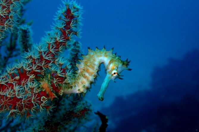 lets-enjoy-scuba-diving-in-izu-oceanic-park-izu-peninsula-for-certificate-diver