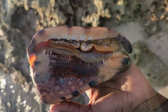 lets-get-crafty-with-bahamas-beach-finds