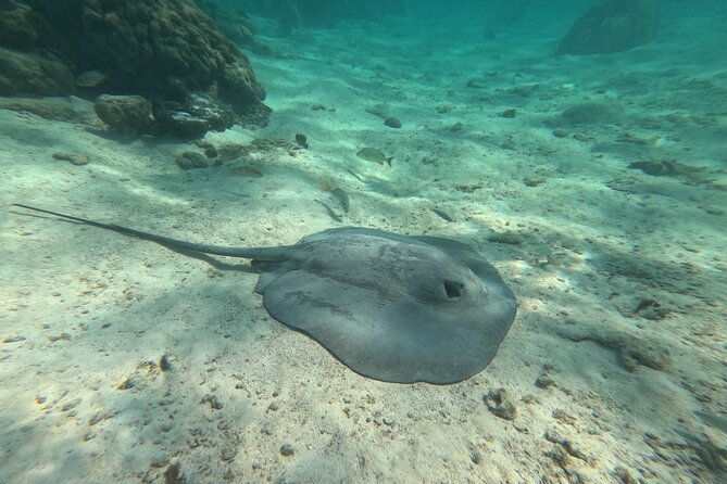 lets-snorkel-hol-chan-the-best-marine-reserve-in-belize