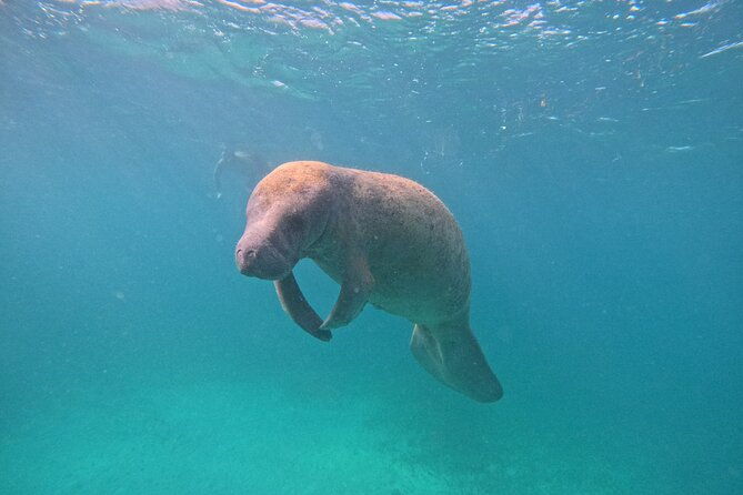 lets-snorkel-hol-chan-the-best-marine-reserve-in-belize