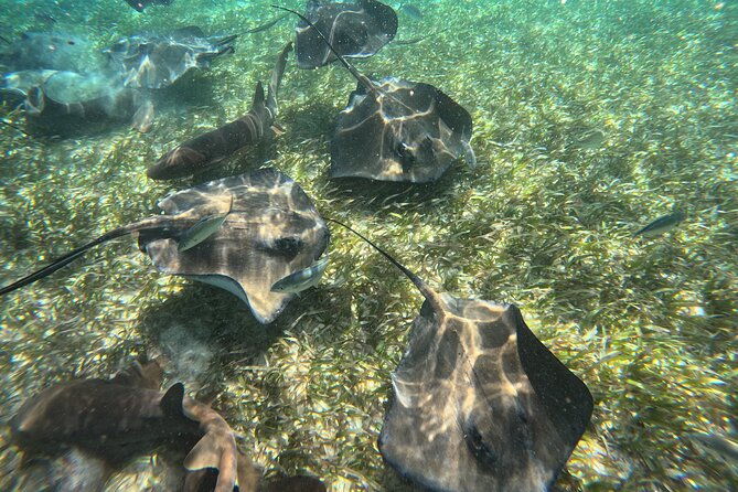 lets-snorkel-hol-chan-the-best-marine-reserve-in-belize