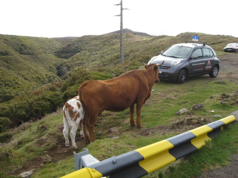 levada-do-alecrim-madeira-lakes-full-day-walk