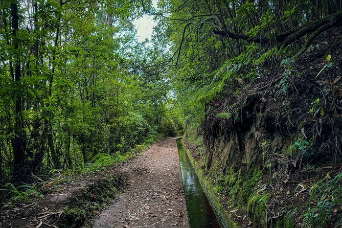 levada-do-rei-pr18-through-madeiras-majestic-laurissilva