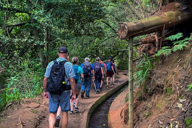 levada-do-rei-pr18-through-madeiras-majestic-laurissilva