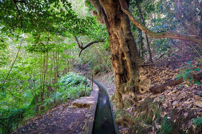 levada-do-rei-pr18-through-madeiras-majestic-laurissilva