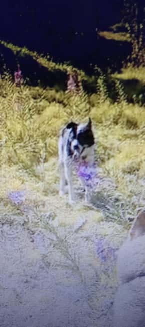 Levi: 2 KM Husky Summer Sledding with wheels - Why This Tour Offers Good Value