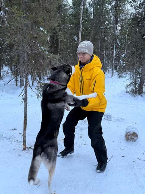 Levi: 2 km Thrilling Husky Sled Ride - Key Points