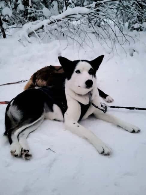 Levi: 2 km Thrilling Husky Sled Ride - Practical Tips & Important Information