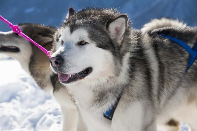 Levi: 2 km Thrilling Husky Sled Ride - Who Will Enjoy This Tour?