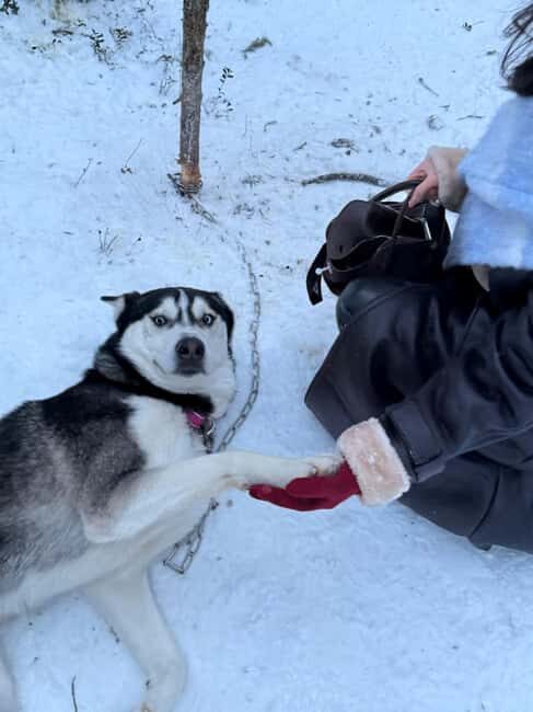Levi: 2 km Thrilling Husky Sled Ride - FAQ