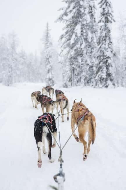 Levi: 3-Day Husky Safari Adventure with Northern Lights - Key Points