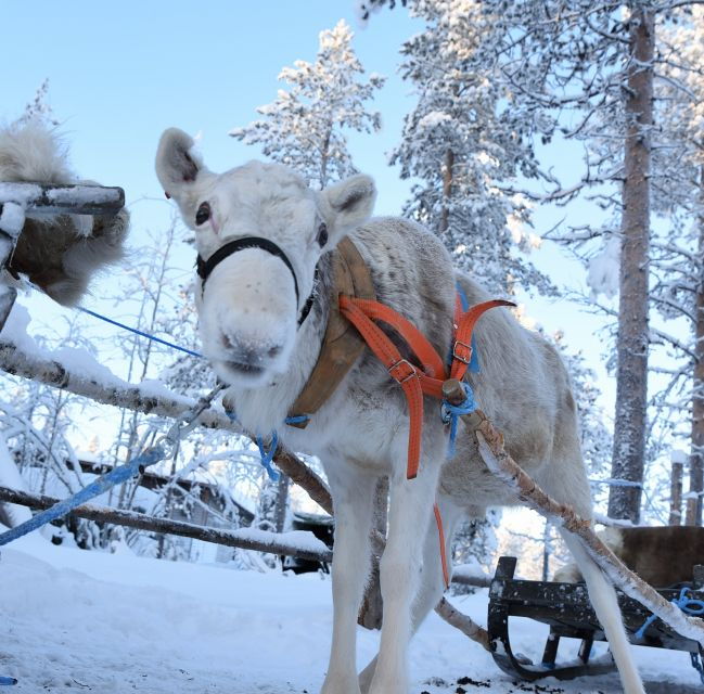 levi-3km-reindeer-sleigh-ride