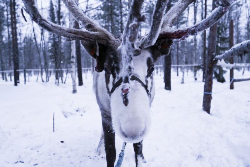 levi-3km-reindeer-sleigh-ride