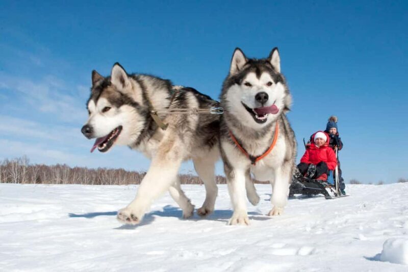 Levi: 5 Km Husky Sledding Ride in Levi - Practical Details for Travelers