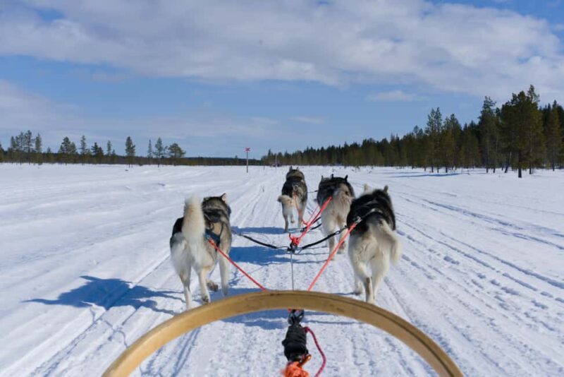 Levi: 5km Self-Driven Husky Sledge Safari - Key Points
