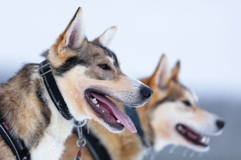 levi-7-km-self-drive-husky-sledding-adventure