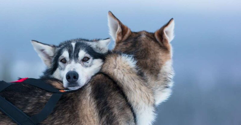 levi-7-km-self-drive-husky-sledding-adventure