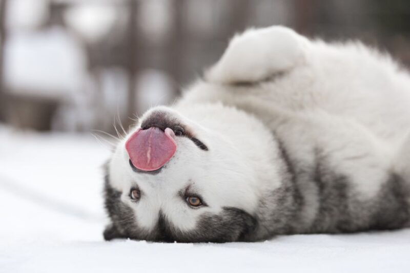 levi-7-km-self-drive-husky-sledding-adventure