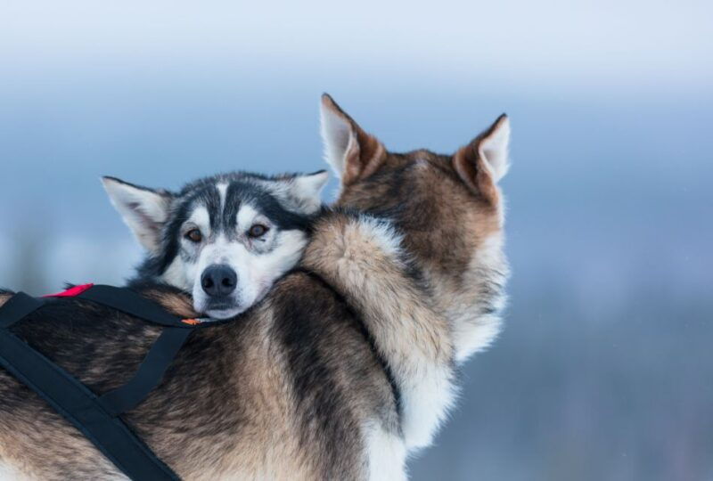levi-7-km-self-drive-husky-sledding-adventure
