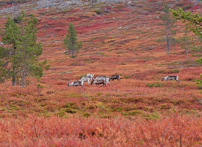 levi-autumn-hike-and-reindeer-farm-visit