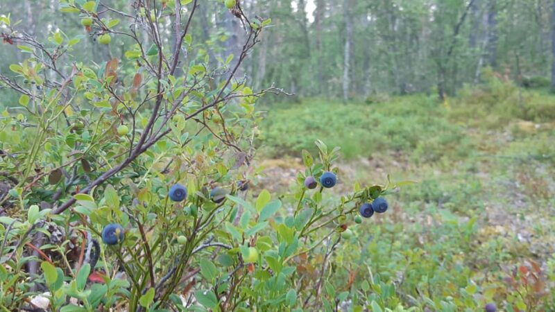 levi-berry-picking-superfoods-from-nature