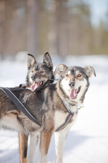 levi-guide-driven-husky-safari