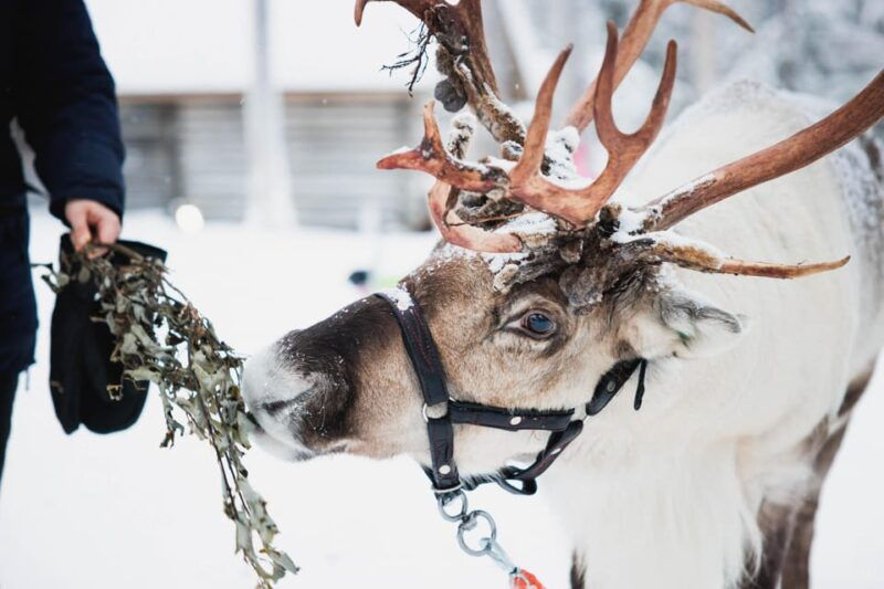levi-husky-and-reindeer-farm-tour-with-sled-ride