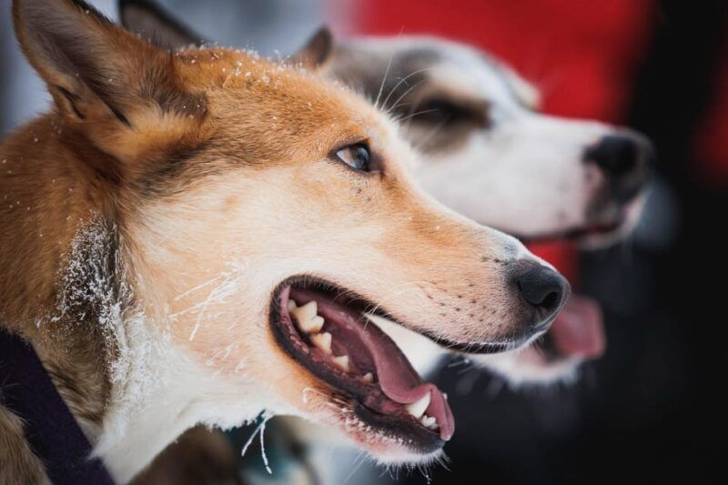 levi-husky-and-reindeer-farm-tour-with-sled-ride