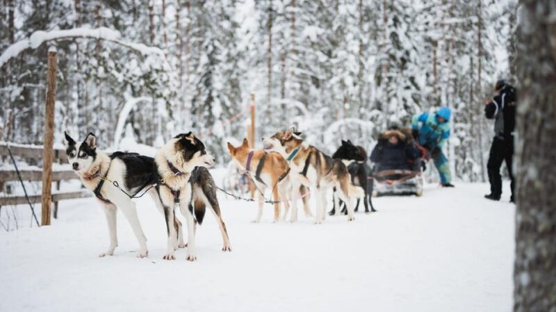 levi-husky-and-reindeer-farm-visit-with-snowmobiling