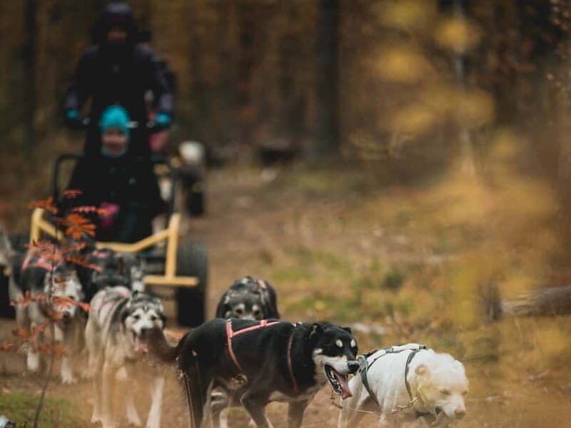Levi: Husky cart tour- Midnight Sun & Autumn Northern Lights - In-Depth Review of the Husky Cart Experience in Levi