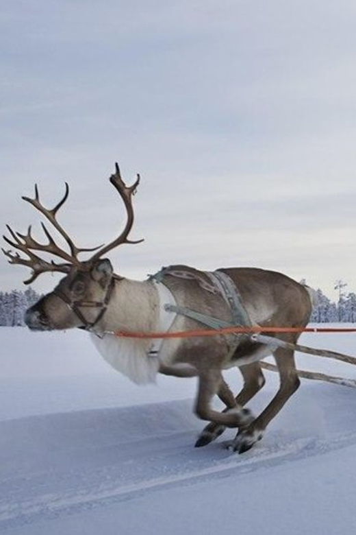 levi-lapland-reindeer-and-husky-safari