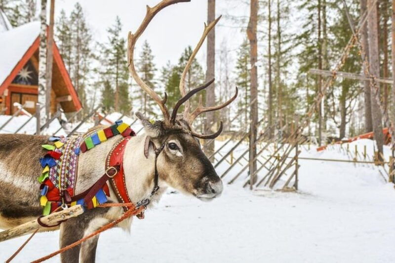 levi-lapland-reindeer-and-husky-safari