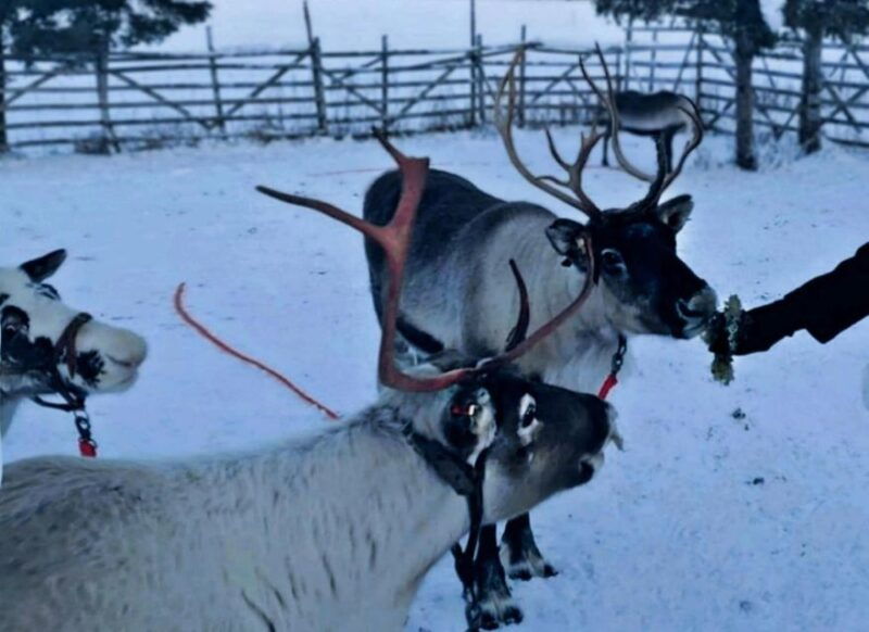 levi-lapland-reindeer-safari