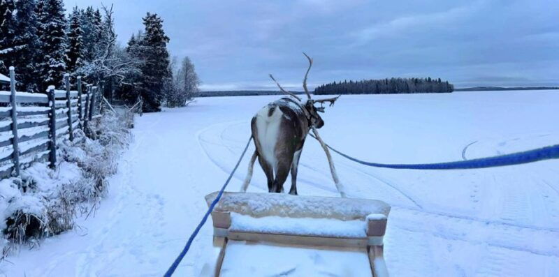 levi-lapland-reindeer-safari