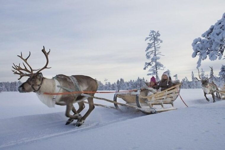 levi-lapland-reindeer-safari