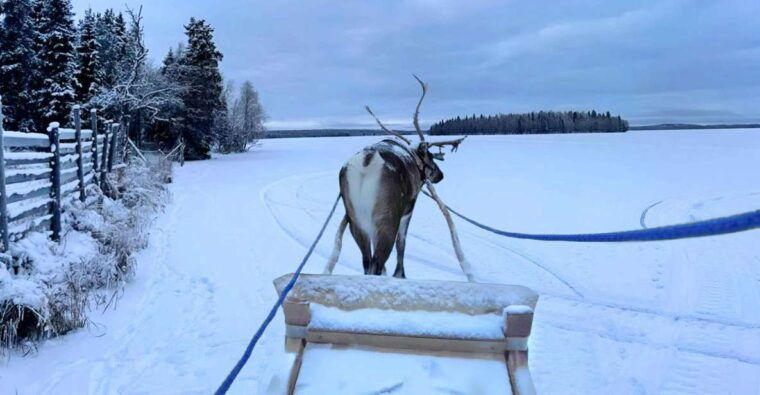 levi-lapland-reindeer-safari