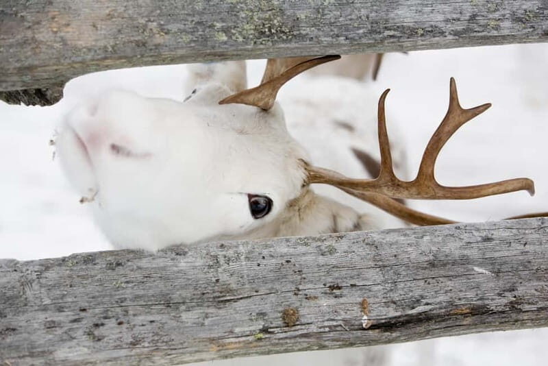 Levi: Lappish Reindeer Sled Ride 3 km - Key Points