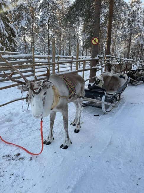 Levi: Meet Reindeer and Visit Husky Kennel - Levi: Meet Reindeer and Visit Husky Kennel — An Authentic Arctic Encounter