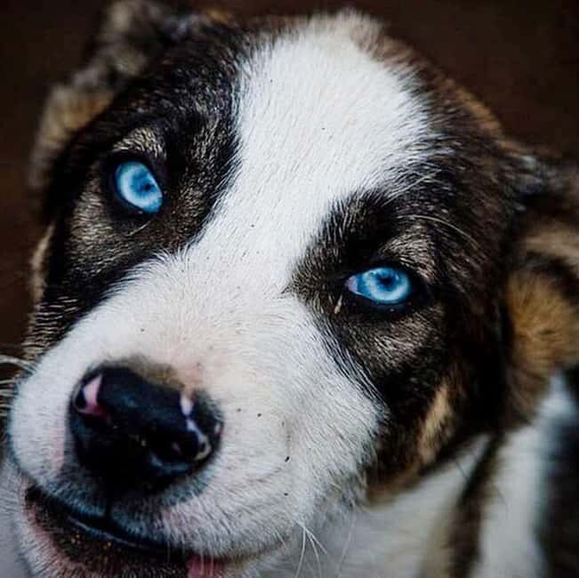 Levi: Meet Reindeer and Visit Husky Kennel - Insights from Traveler Reviews: What You Should Know