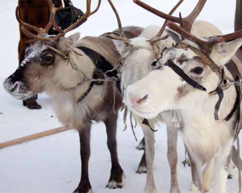 Levi: Meet Reindeer and Visit Husky Kennel - Who Is This Tour Best Suited For?