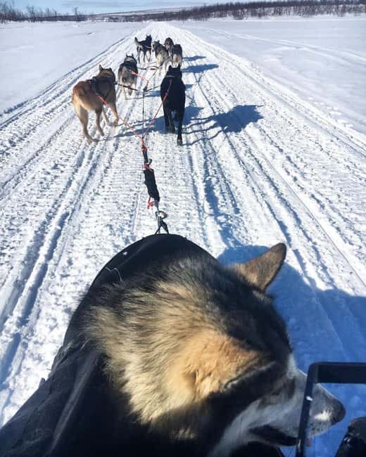 Levi: Meet Reindeer and Visit Husky Kennel - FAQ
