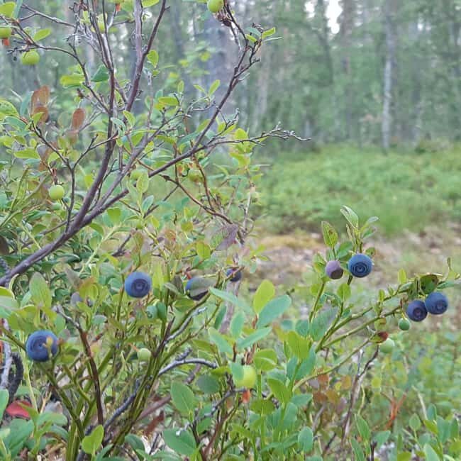 Levi: Nature Walk with Birds, Animals, and Plants - Key Points