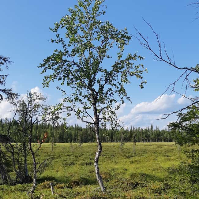 Levi: Nature Walk with Birds, Animals, and Plants - Introduction to the Lapland Nature Walk
