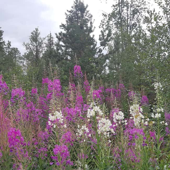 Levi: Nature Walk with Birds, Animals, and Plants - Wildlife and Plant Spotting: Authentic Encounters