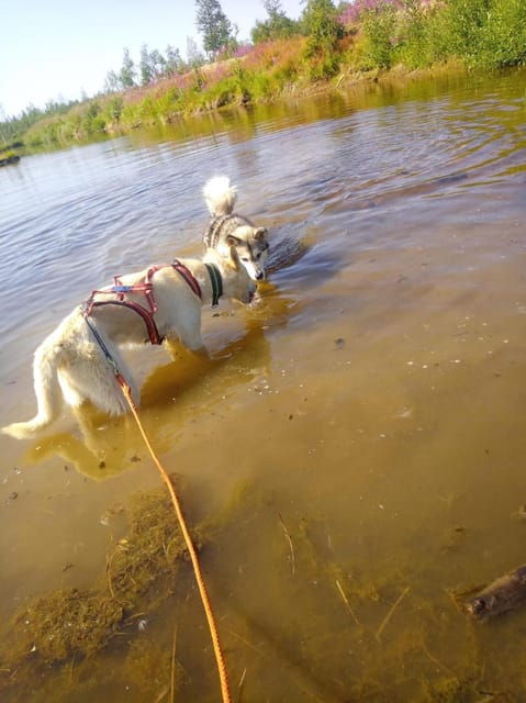 levi-nature-walk-with-huskies