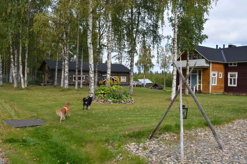 Levi: Peaceful Paddle on Ounasjoki River - Practical Details and Considerations