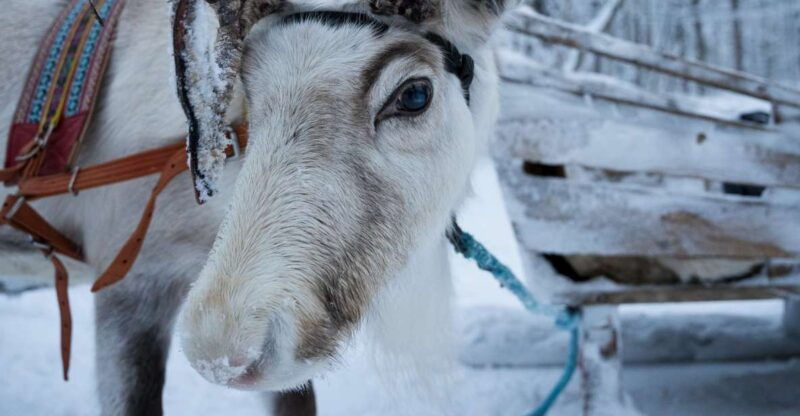 levi-polar-lights-tours-reindeer-and-husky-taster
